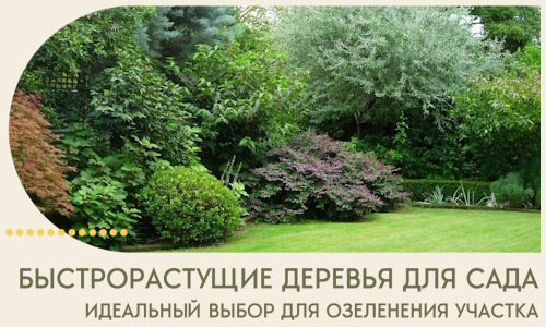 Быстрорастущие деревья для сада идеальный выбор в Лесосибирске