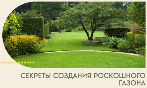 Секреты создания роскошного газона в Лесосибирске
